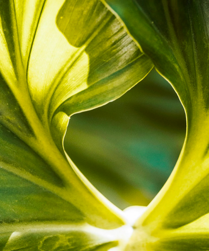 Detalhe de folha tropical iluminada